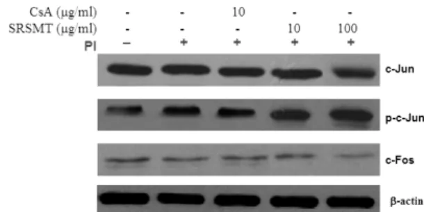 Fig. 6. Effect of SRSMT on NF-AT signal events in  RBL-2H3 cells induced with PI