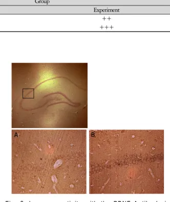 Fig. 5. Immunoreactivity with the BDNF Antibody in  hippocampus of rats at 7th days 
