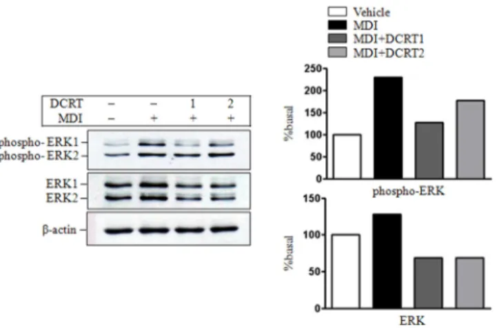 Fig. 11. Effects of DCRT on the expression of phosphorylated ERK1/2 and ERK1/2 in protein level