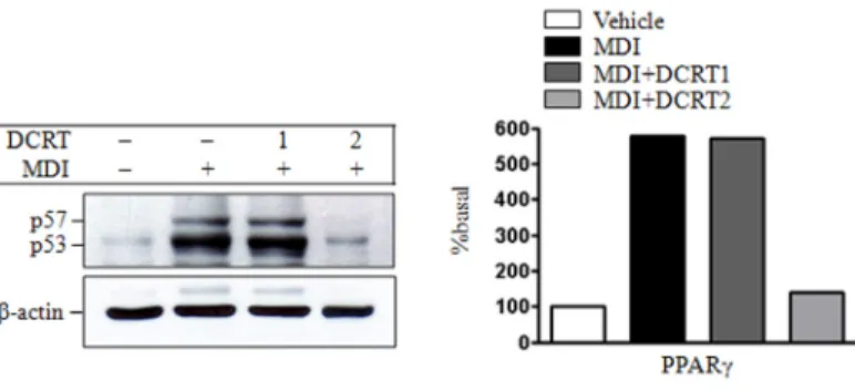 Fig. 14. Effects of DCRT on the expression of and PPARγin protein level