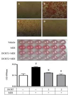 Fig. 3. Effects of DCRT on the adipogenesis and lipid accumulation of 3T3-L1 adipocytes