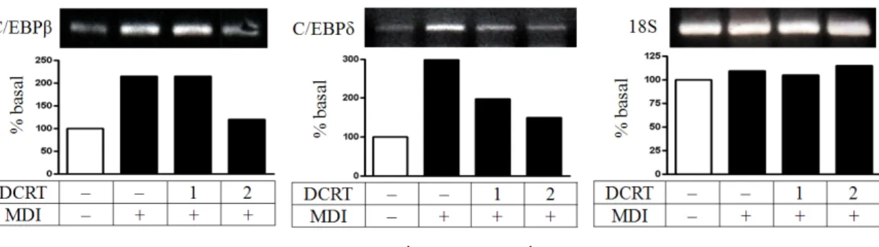 Fig. 5. Effects of DCRT on the expression of C/EBPβ and C/EBPδ in mRNA level