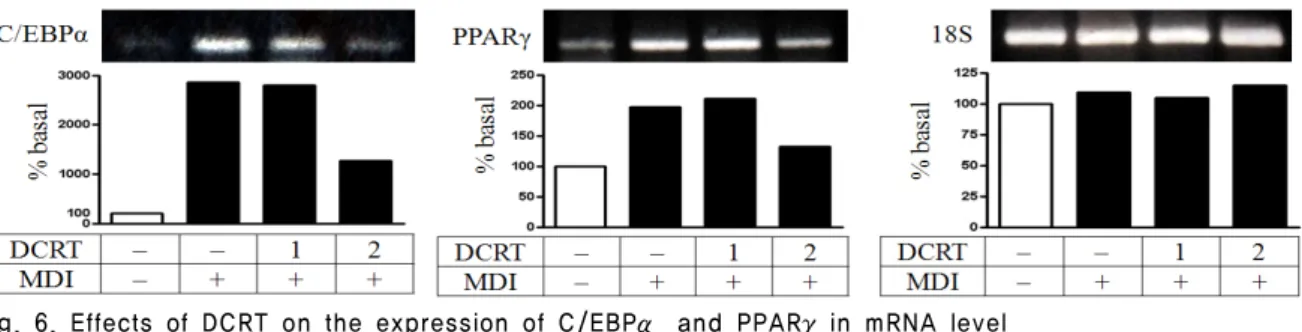 Fig. 6. Effects of DCRT on the expression of C/EBPα and PPARγin mRNA level