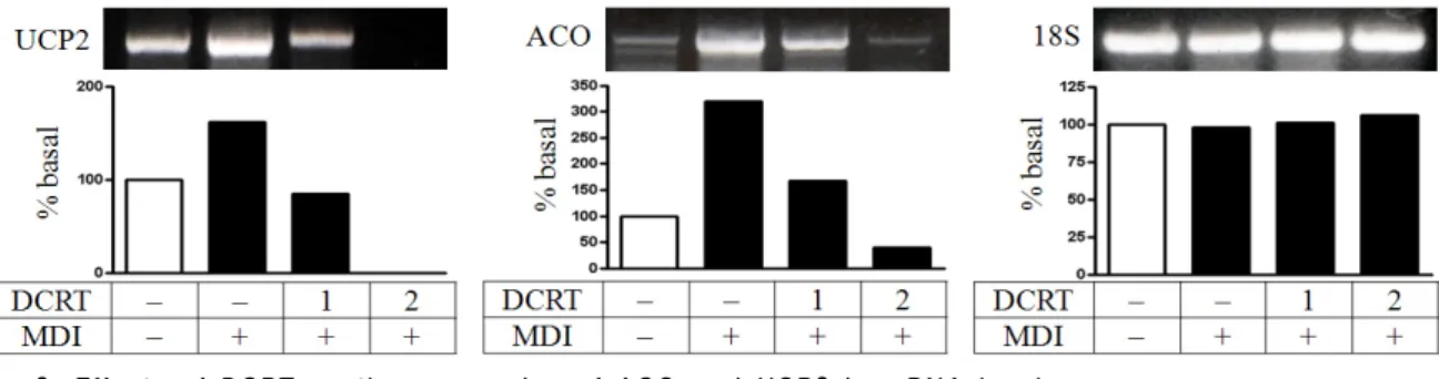 Fig. 9. Effects of DCRT on the expression of ACO and UCP2 in mRNA level
