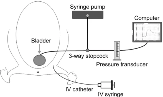 Fig.  2.  Representative  micturition  cycle  showing  the  phases  of  bladder  pressure  wave;  micturition  were  divided  by  four  phases.