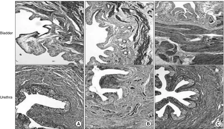 Fig.  5.  Masson's  trichrome  staining  of  rat  bladder  and  urethra (x200).  (A)  control  group,  (B)  oophorectomy  group,  (C)  hormone  replacement  group (x200)
