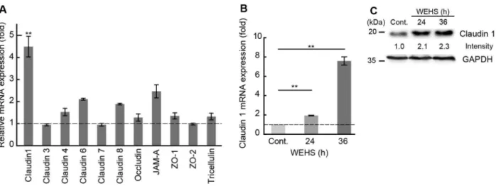 Fig 3. Effect of Water Extracts of Hibiscus sabdariffa L.(WEHS) on expression level of tight-junction related genes