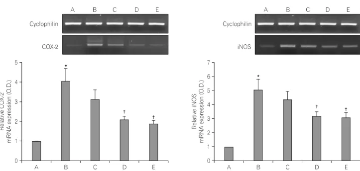 Fig.  2.  RT-PCR  analysis  of  the  mRNA  levels  of  cyclooxygenase-2  (COX-2)  and  inducible  nitric  oxide  synthase  (iNOS)