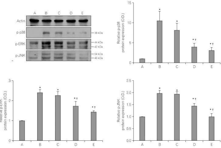 Fig.  6.  Effects  of  the  aqueous  extract  of  Schizandrae  fructus  on  phosphorylated  mitogen-activated  protein  kinases  (MAPKs)