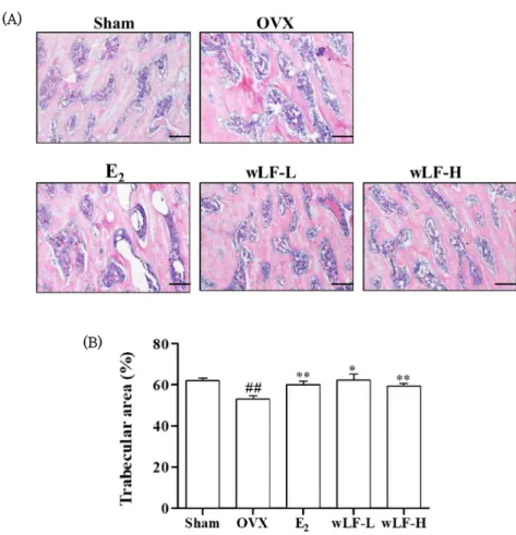 Fig. 3. Effect of wLF on trabecular area in OVX-induced rats. Femur sections (A) were stained with H&amp;E staining and trabecular area (B)  was measured by Image J software