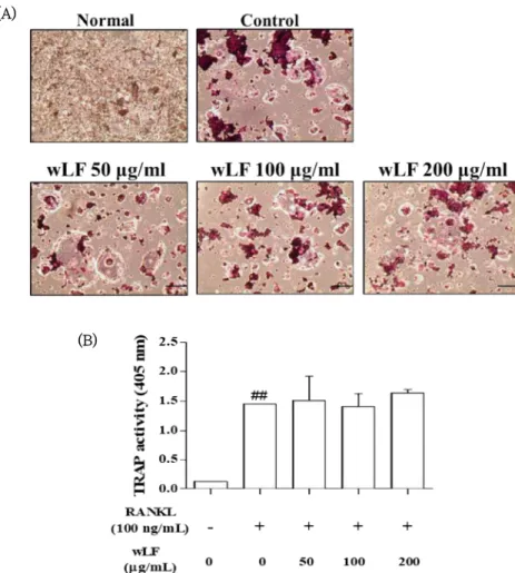 Fig. 5. The effect of wLF on RANKL-induced osteoclast formation in RAW 264.7 cells. (A) TRAP-positive cells were stained with TRAP  staining kit, and captured using inverted microscope (‘100)