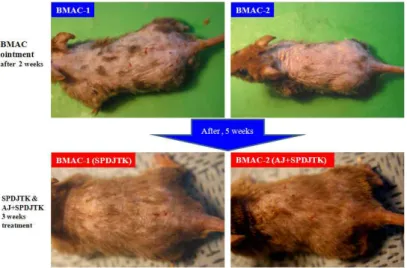 Fig.  1.  Topical  application  of  SPDJTK,  AJ+SPDJTK  treatment  of  atopic  dermatitis  skin  lesions  in  NC/Nga  mouse  induced  by  BMAC  for  3  weeks.