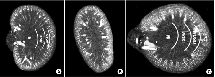 Fig.  4.  Renal  microvasculature  images  of  the  ex-vivo  mouse  in  the  micro-computed  tomography (CT)