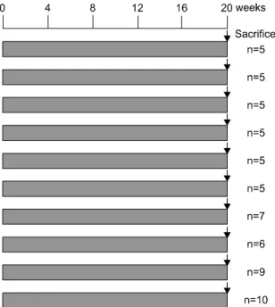 Fig.  1.  Experimental  protocol  for  the  effect  of  Magnolia  officinalis.  BBN: 
