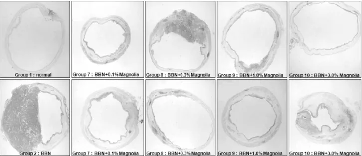 Fig.  3.  Microscopic  findings  of  BBN  induced  bladder  cancer  in  the  mice.  Group  1 (saline)  urinary  bladder  has  a  normal  appearance