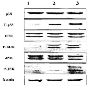 Fig.  8.  Effects  of  CMT  on  the  degradation  of  IκB-α  in RBL-2H3 cells. The cell extract were assayed  Western  blot  analysis  for  IκB-α  in   cytopla-smic  extract.