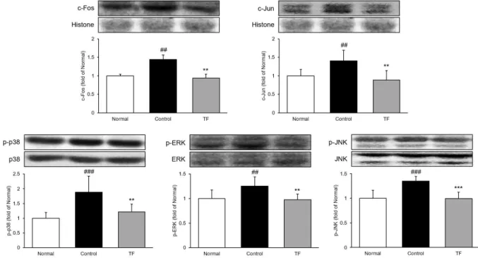 Fig. 4. Expression of AP-1/MAPK proteins in esophagus.