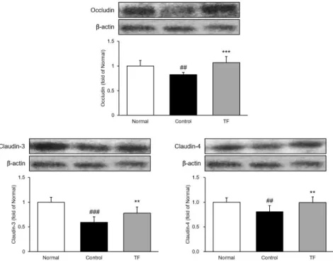 Fig. 5. Expression of tight junction proteins in esophagus. 