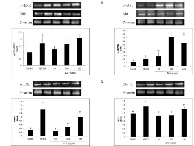 Figure 3. Effect of ECS on hair growth-related (A) p-ERK/ERK, (B) p-Akt/Akt, (C) Wnt3a, (D) IGF-1 protein expression in HDPCs