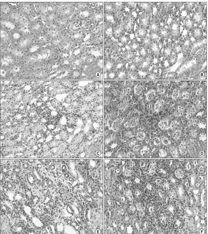 Fig.  1.  Histologic  findings  from  the  kidneys  obtained  3  weeks  after  surgery