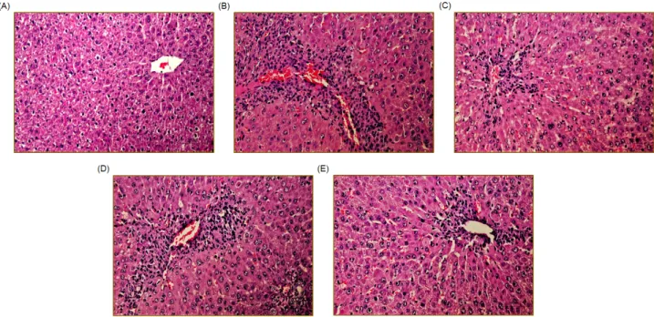 Fig. 4. Histopathological analysis.