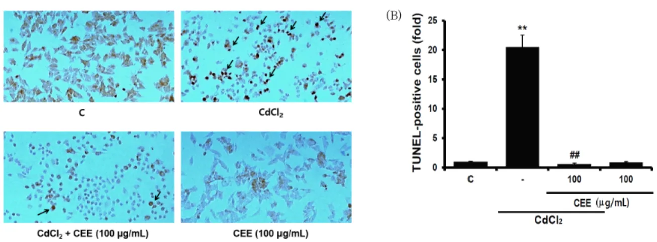 Fig. 1. Effect of CEE on cadmium-induced apoptosis in HepG2 cells 
