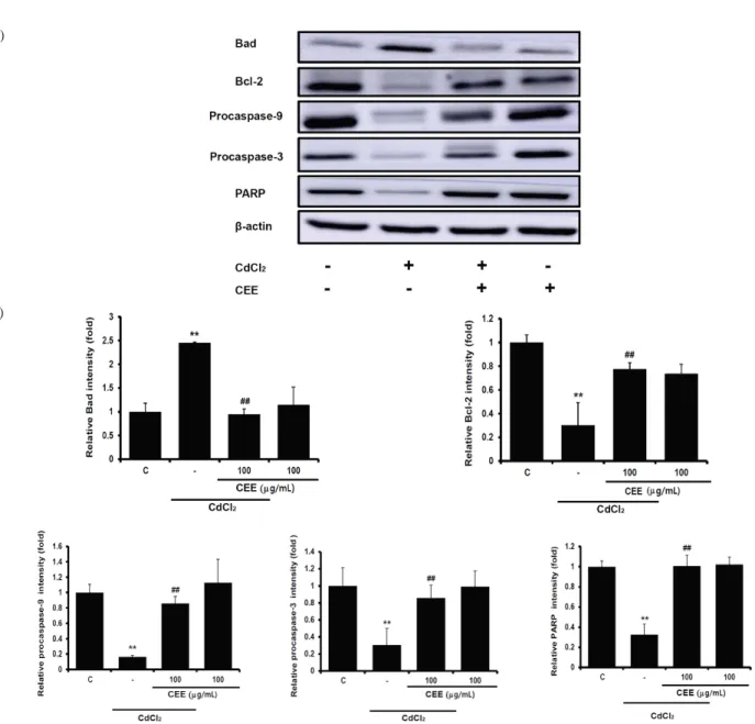 Fig. 3. Effect of CEE on the expression of apoptosis-associated proteins 