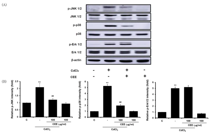 Fig. 4. Effect of CEE on phosphorylation of MAPK. 