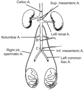 Fig.  1.  Schematic  drawing  showing  the  abdominal  aorta  and  its  main  branches