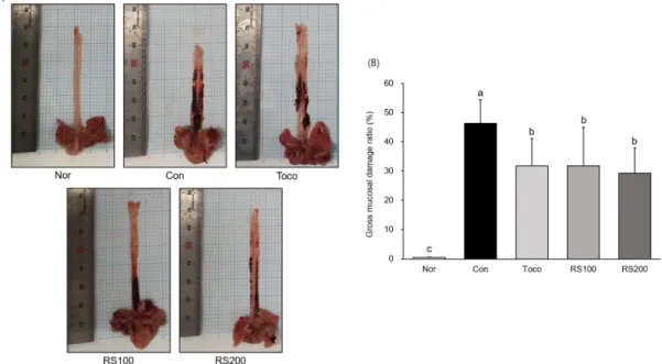 Fig. 2. Esophagus histological examination through H&amp;E staining.