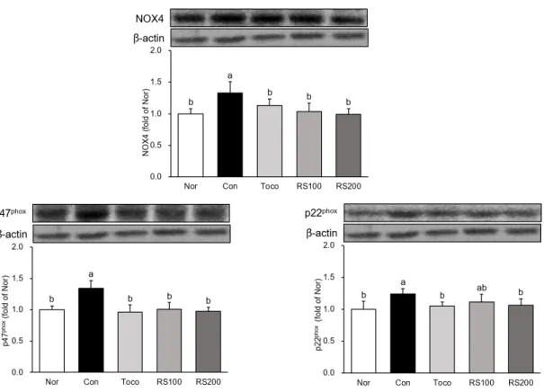 Fig. 4. Expression of NADPH oxidase proteins in esophagus.