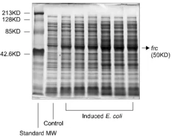 Fig. 5. SDS-PAGE analysis of the induced frc gene recombinant E. coli using Coomassie blue staining