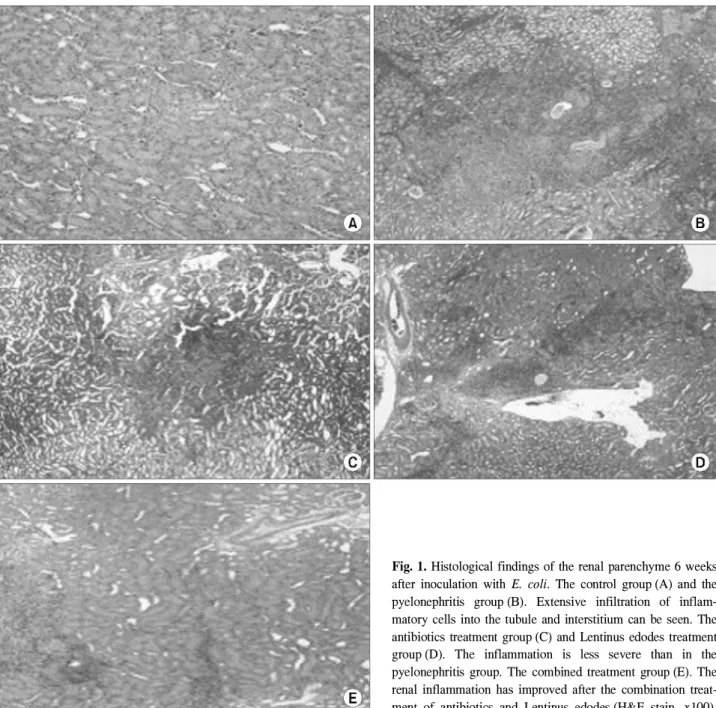 Fig. 1. Histological findings of the renal parenchyme 6 weeks after inoculation with E