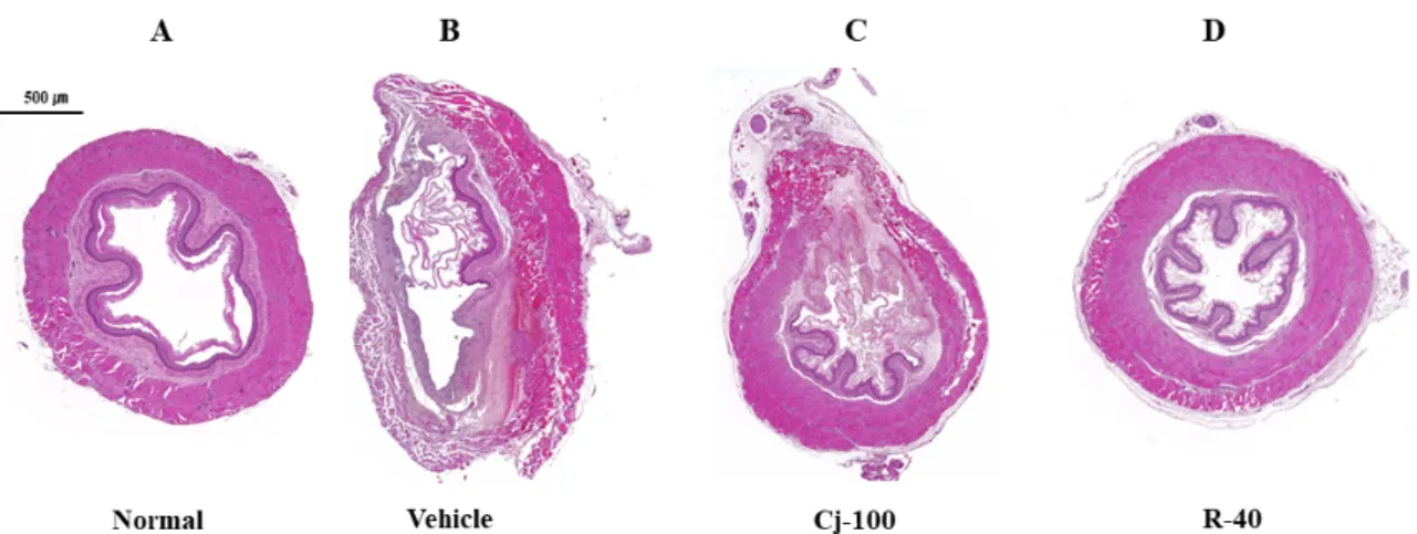 Fig. 2. The C. japonica extracts improved esophagus tissues histology in reflux esophagitis rats