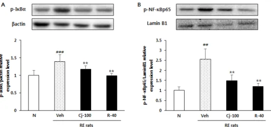 Fig. 5. Inhibition effects of C. japonica extracts on the expression of p-IκBα and p-NF-κBp65 in esophagus tissues