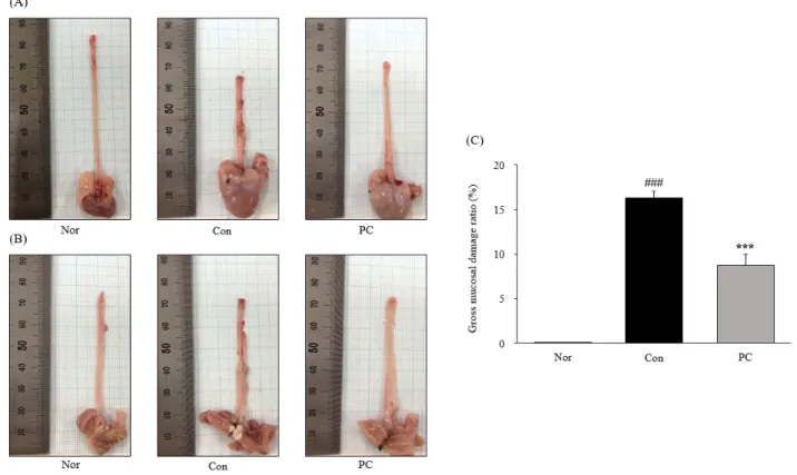 Fig. 1. The gross mucosal injury evaluation in esophagus tissue. A representative gross image after surgical induction; (A), the opened  gross mucosal injury; (B), gross mucosal injury ratio; (C), Nor; normal rats, Con; chronic reflux esophagitis control r