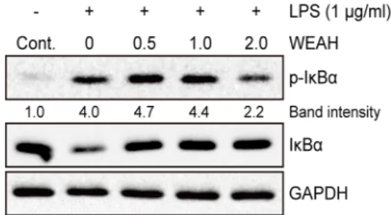 Fig. 4. Effect of WEAH on IkB-α  phosphorylation. RAW 264.7 cells were treated with indicated concentration of WEAH with LPS (1 