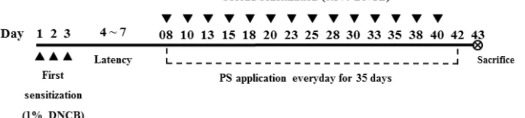 Figure 1. Experiment schedule of AD model in BALB/c mice. 