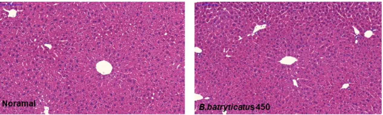 Fig.  4.  Histopathological  analysis  of  the  liver  in  mice  exposed  to  repeated  B