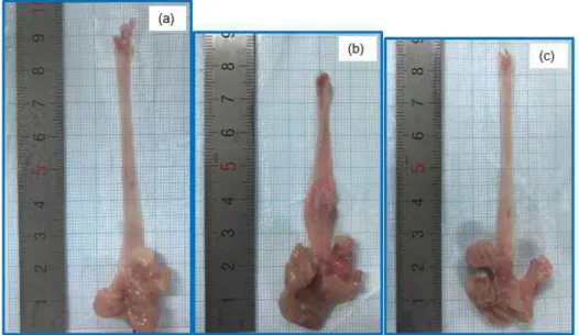 Figure 1. DPPH and ABTS radical scavenging activities.  