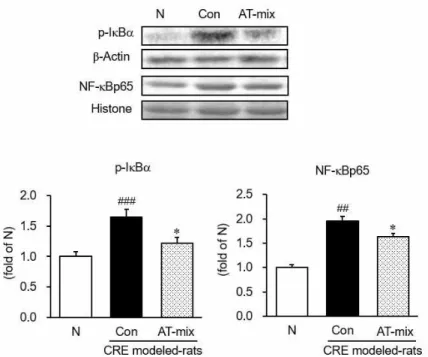 Figure  5.  Esophageal  p-I  B    and  NF-  Bp65 protein  expressions.  N,  normal  rats;  Con,  CRE  control  rats;  AT-mix,  AT-mix  200  mg/kg  body  weight/day-  treated CRE rats