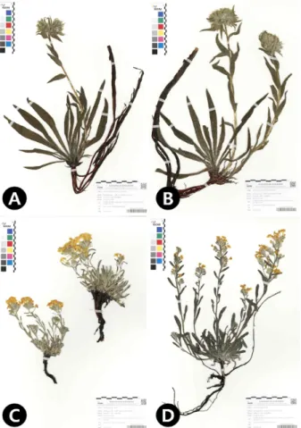 Fig.  4.  Specimens  of  the  Arnebia  species.  A.  A.  euchroma (KIOM201901022420). B
