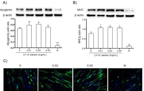 Fig. 2. Effects of CF-W extract on the expression of myogenin and MHC in C2C12 myotubes