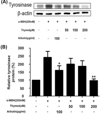 Fig 5. Effects of thymol on α -MSH-induced tyrosinase expression in B16F10 cells. (A) Expression levels of tyrosinase were analyzed by western blot