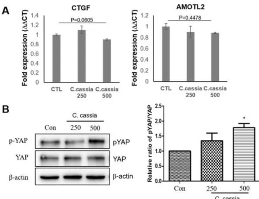 Figure 2. C.cassia modulates YAP activity and target genes. (A) YAP target genes, CTGF and AMOTL2 gene expression are not reduced  by C.cassia treatment
