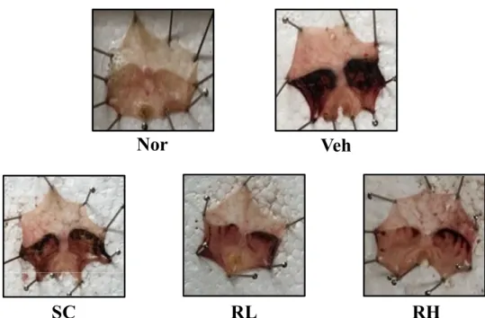 Fig. 2. Optical change stomach tissues of HCl/ethanol-induced  acute gastritis mice.
