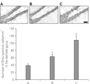 Fig.  1.  Effects  of  treadmill  exercise  on  the  BrdU-positive  cells  in  the  dentate  gyrus