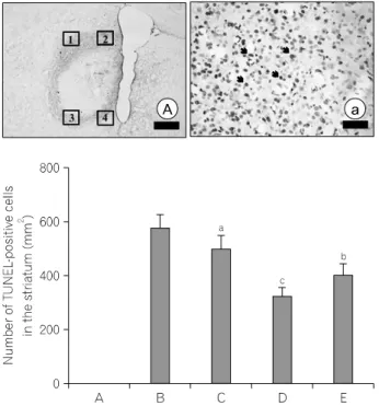 Fig.  4.  Effect  of  Codonopsis  pilosula  on  caspase-3  in  the  striatum  induced  by  intracerebral  hemorrhage