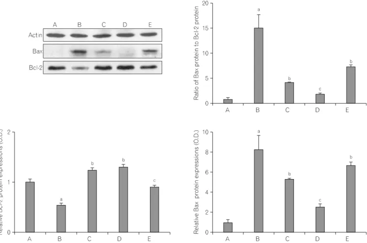 Fig.  5.  Effect  of  Codonopsis  pilosula  on  the  expression  of  Bax  and  Bcl-2  proteins