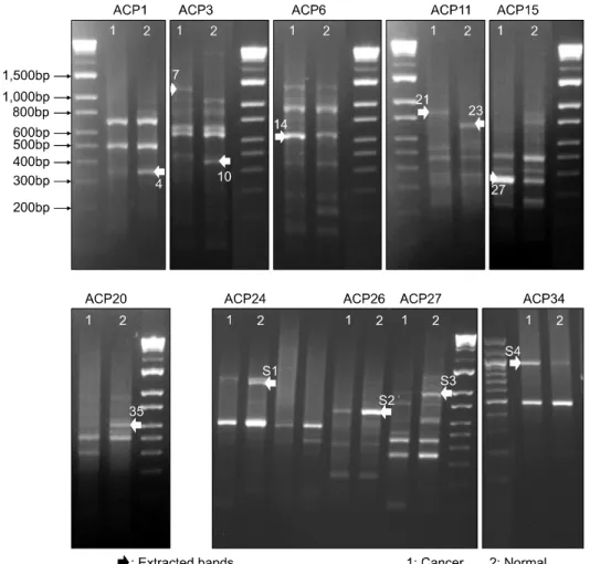 Fig.  1.  Results  of  annealing  control  primer (ACP)-based  polymerase  chain  reaction (PCR)  for  identification  of  differentially  expressed  genes (DEGs)  from  normal  and  cancer  tissue